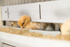 技术攻占 | 饲料中微生物检验