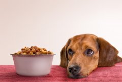 宠物食品检测