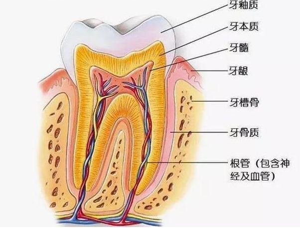 牙齿检测
