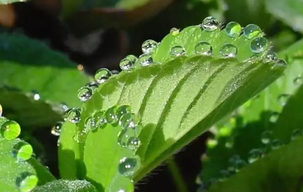 植物检测